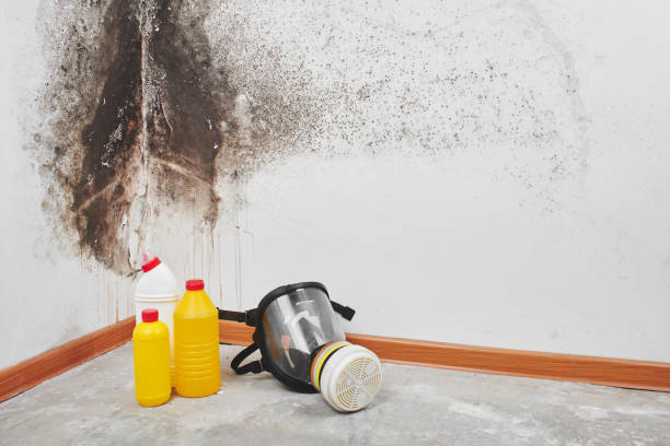 Professional Mold Removal in Garnett, KS