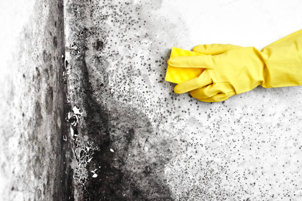 Best Mold Cleaning Services  in Garnett, KS
