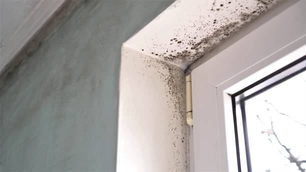 Best Affordable Mold Removal  in Garnett, KS