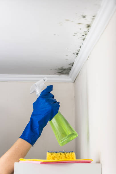 Best Office Mold Removal Services  in Garnett, KS