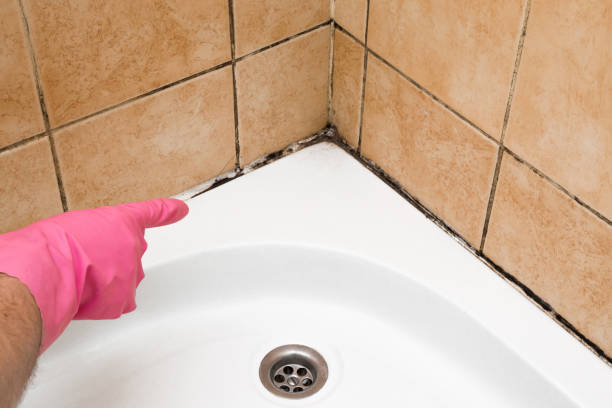 Best Black Mold Removal  in Garnett, KS